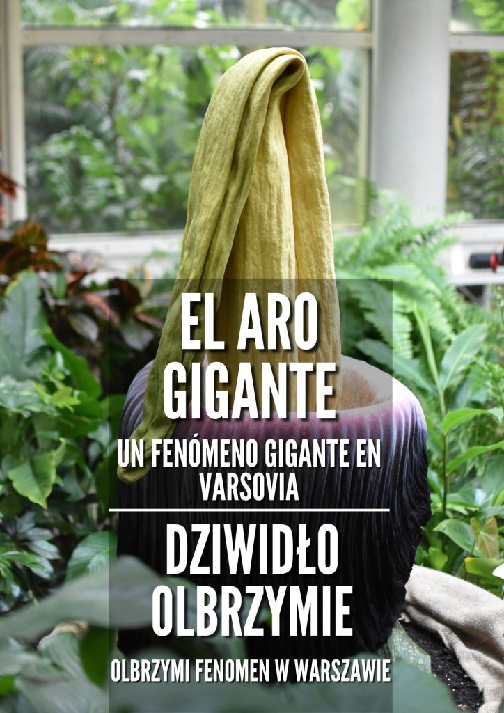 Un fenómeno gigante en Varsovia / Olbrzymi fenomen w Warszawie